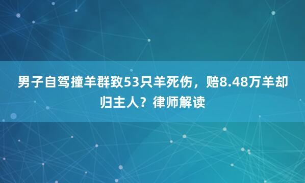 男子自驾撞羊群致53只羊死伤,赔8.48万羊却归主人?律师解读